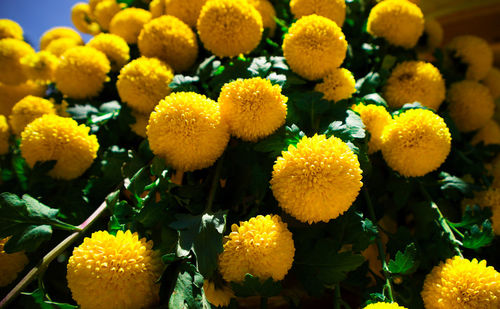 Close-up of yellow flowering plants