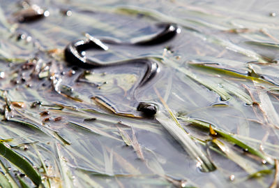 High angle view of crab in lake