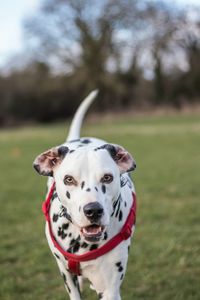 Close-up of dog on field