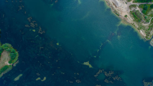 High angle view of turtle swimming in sea