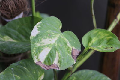 Close-up of wet plant leaves
