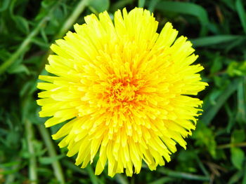 Close-up of yellow flower