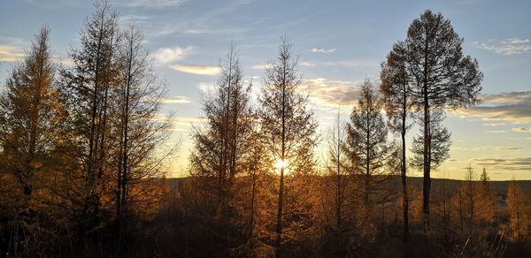 Trees on field against sky during sunset