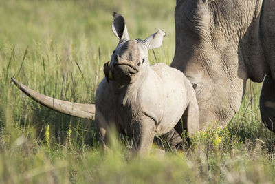 Rhinoceros on field