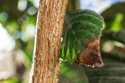 Close-up of lizard on tree trunk