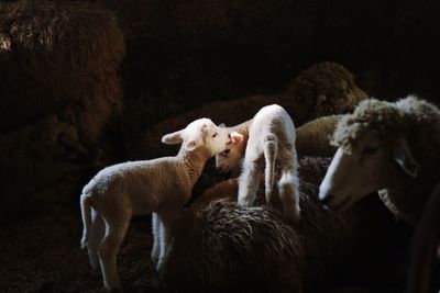 Sheep in a field