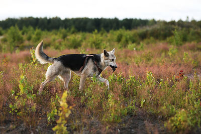 Dog running in a field