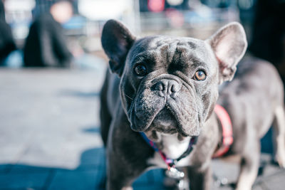 Close-up of dog