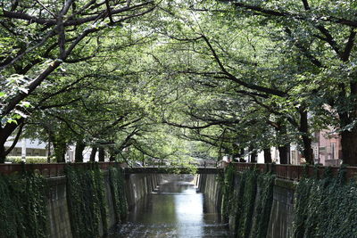 Canal amidst trees in forest