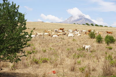 Sheep in a field