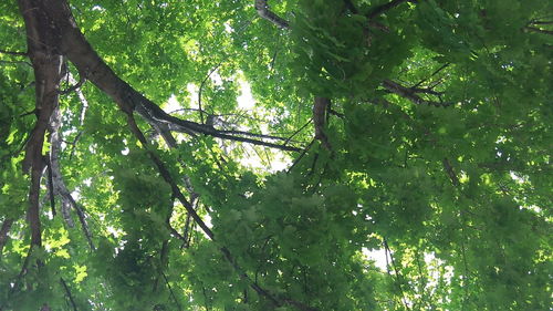 Low angle view of tree in forest