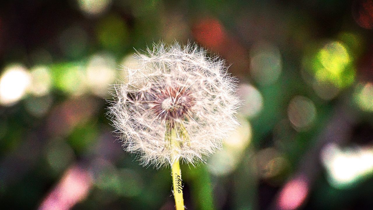 flower, dandelion, fragility, growth, freshness, focus on foreground, flower head, close-up, beauty in nature, stem, nature, single flower, plant, uncultivated, wildflower, softness, in bloom, botany, selective focus, dandelion seed