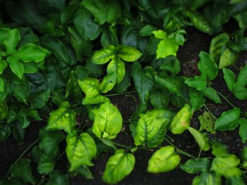 High angle view of green leaves on field