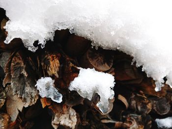 Close-up of snow covered plants