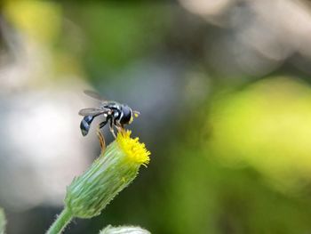 Close-up of insect on flower