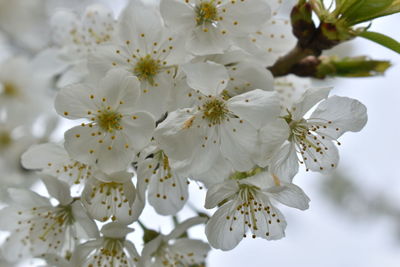 Close-up of white cherry blossoms