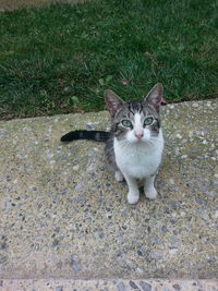 Portrait of cat