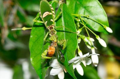 Close-up of insect on plant