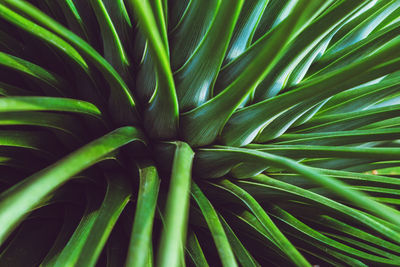 Full frame shot of palm leaf