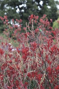 Close-up of red flowering plant