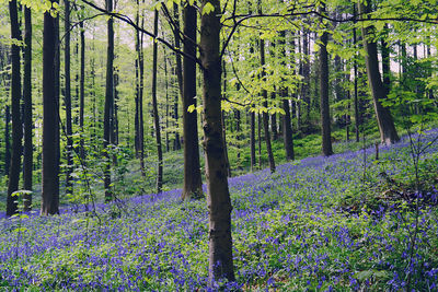 View of purple flowering plants in forest