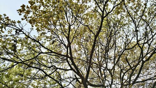 Low angle view of flowering tree against sky