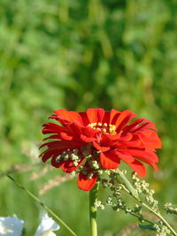 Close-up of red flowers