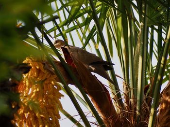 Low angle view of bird perching on tree against sky