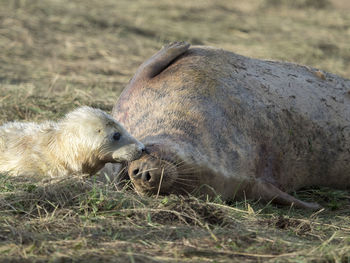 Close-up of sheep on grass