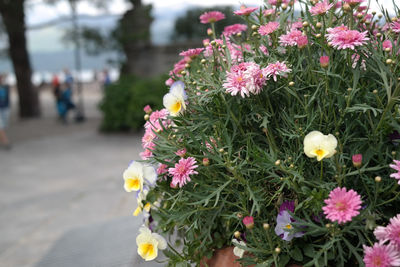 Close-up of pink flowers
