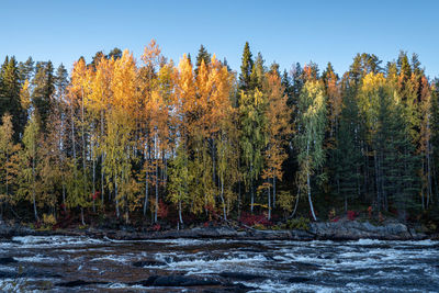 Scenic view of trees against sky during autumn