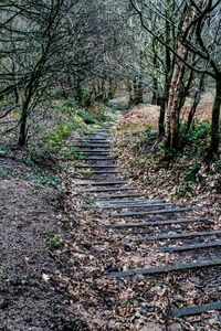 Footpath amidst trees in forest