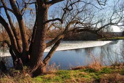 Bare trees by lake