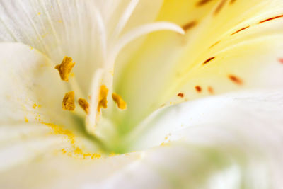 Close-up of yellow rose flower