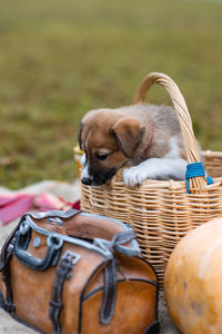 Close-up of dog looking at basket. little cute puppy 