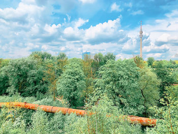 Plants growing on field against sky