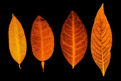 Close-up of autumn leaves against black background