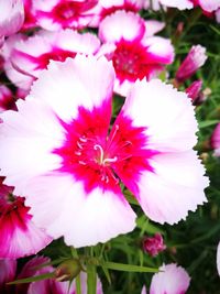 Close-up of pink flowers blooming outdoors