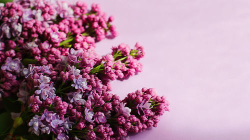 Close-up of flowering plant