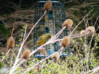 Bird perching in cage
