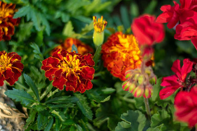 Close-up of red flowering plants