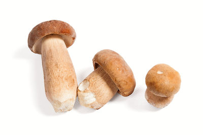 Close-up of mushrooms against white background