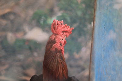 Close-up of a bird against blurred background