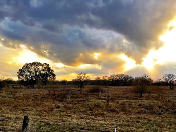 Trees on field against sky at sunset