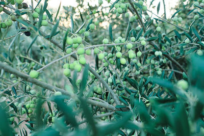 Close-up of berries growing on tree