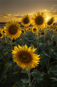 Close-up of sunflower on field against sky