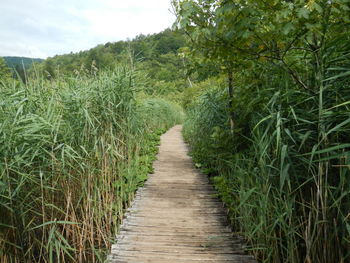 Footpath amidst plants and trees against sky