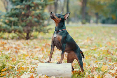 Portrait of dog on field