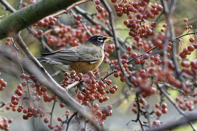 Close-up of bird perching on branch