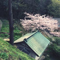 High angle view of cherry tree by house